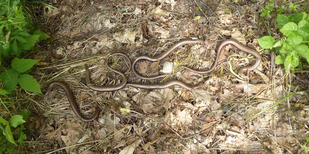 Karpiel Umweltplanung Bayern Kartierung von Reptilien