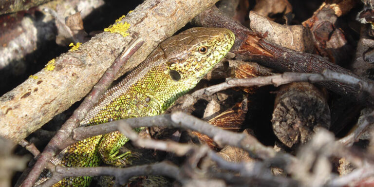 Karpiel Umweltplanung Bayern Kartierung von Reptilien