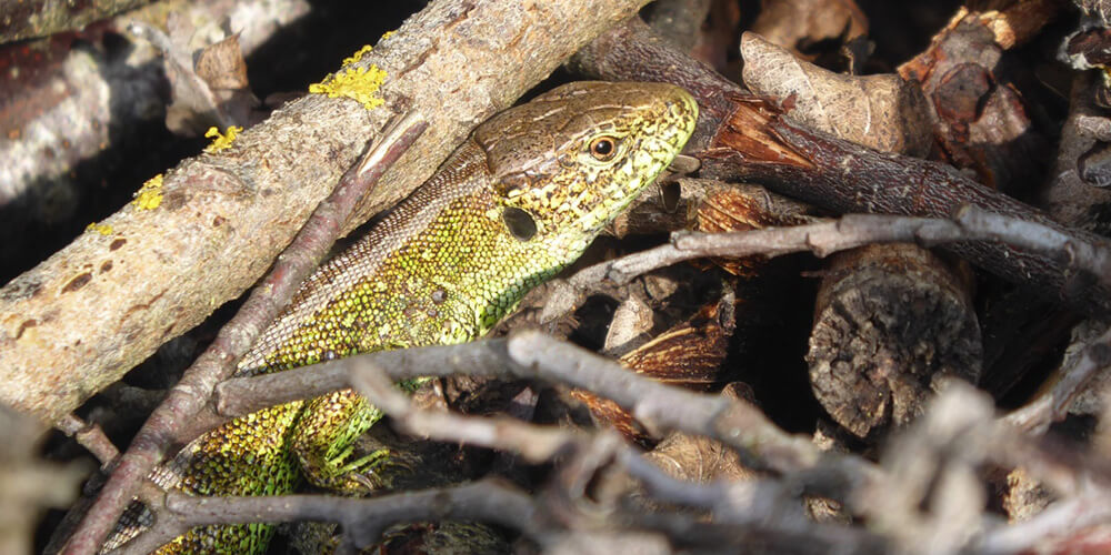 Karpiel Umweltplanung Bayern Kartierung von Reptilien