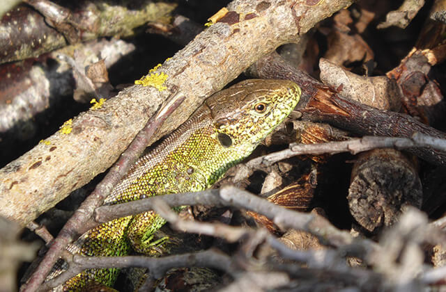 Karpiel Umweltplanung Bayern Kartierung von Reptilien